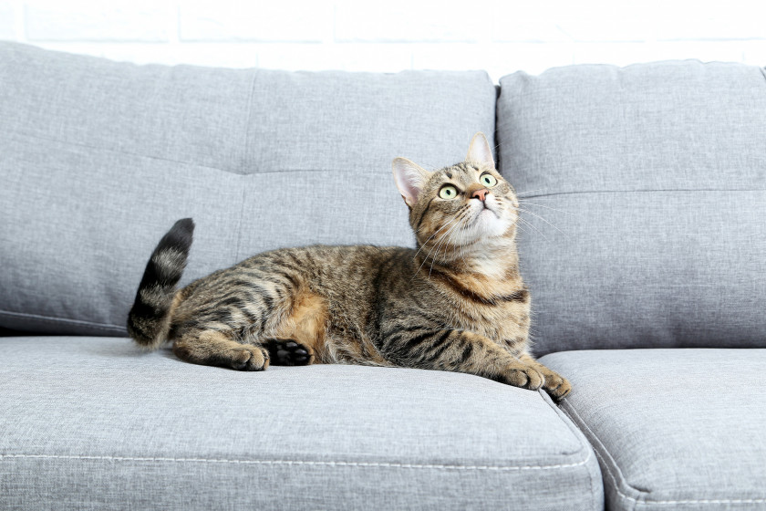 Katze auf einem grauen Sofa