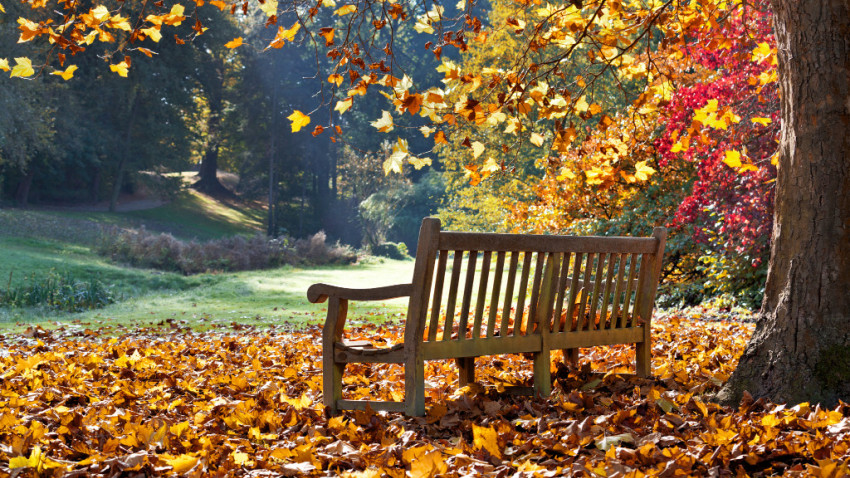 Holzbank im Park mit Herbstlaub