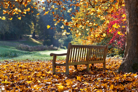 Holzbank im Park mit Herbstlaub