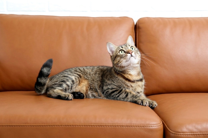 Katze liegt auf braunem Ledersofa – typische Ursache für Kratzer im Leder durch Tierkrallen