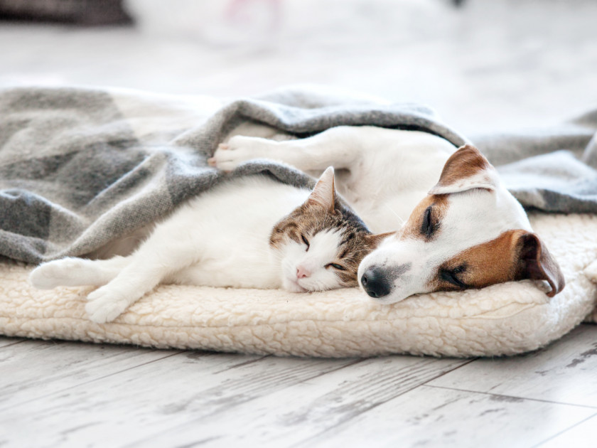 Hund und Katze auf einer Hundedecke