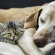 Hund und Katze schlafend