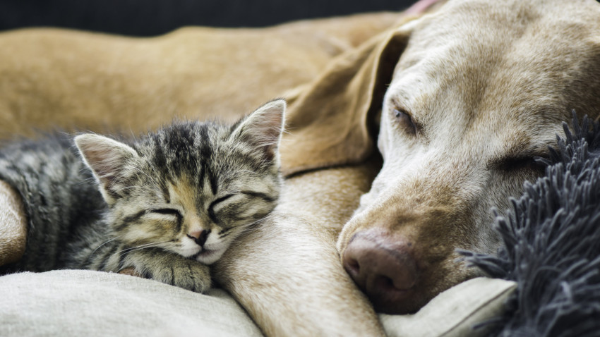 Hund und Katze schlafend