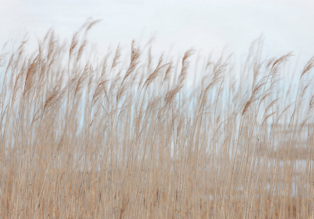 Rebel Walls Fototapete Swaying Reed